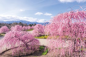 明石・名谷 発
鈴鹿の森庭園 日本の伝統園芸文化しだれ梅と椿大神社1